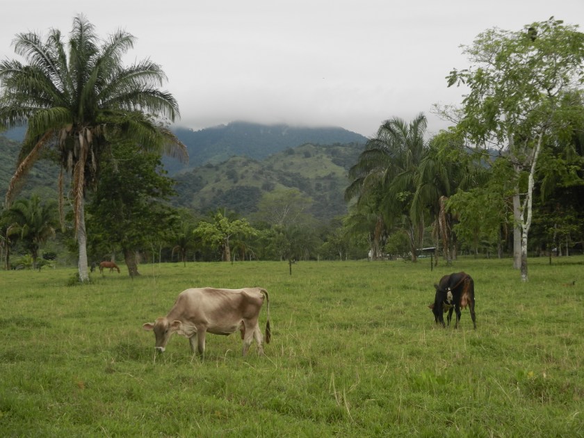 cows in a pasture