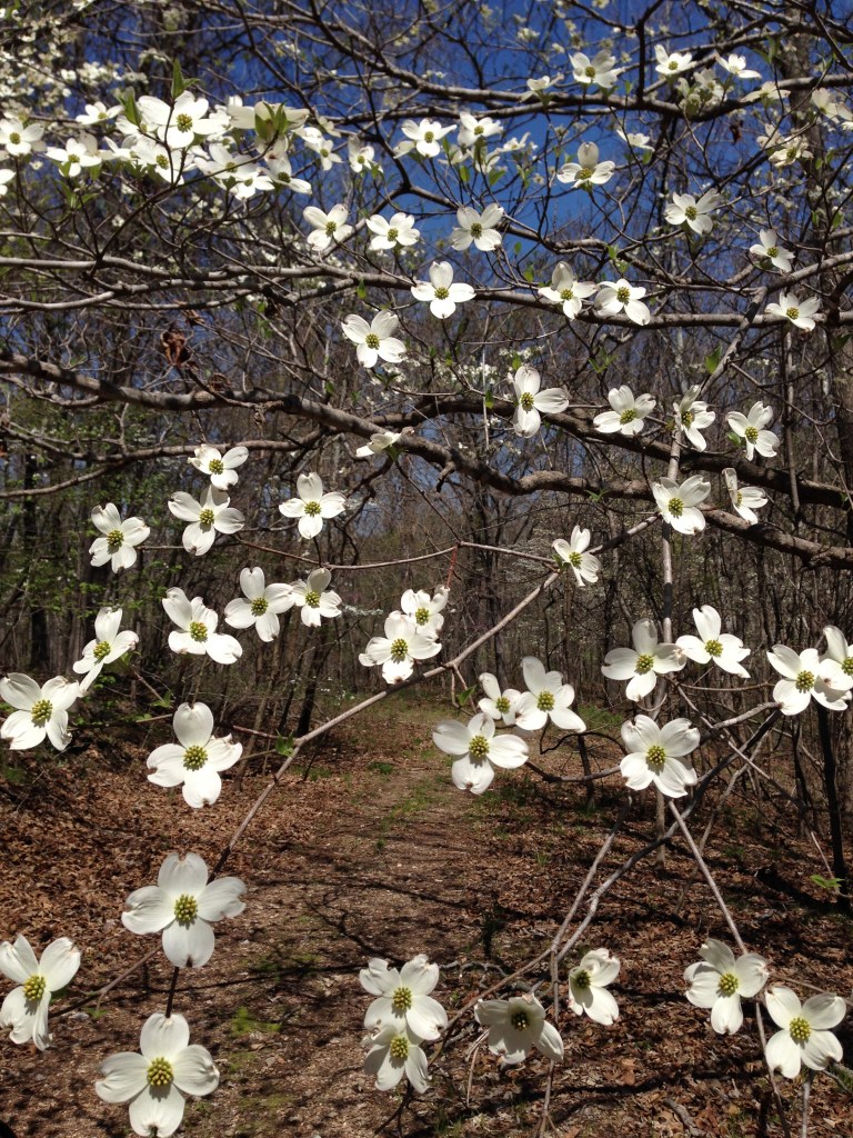 blooming dogwood tree