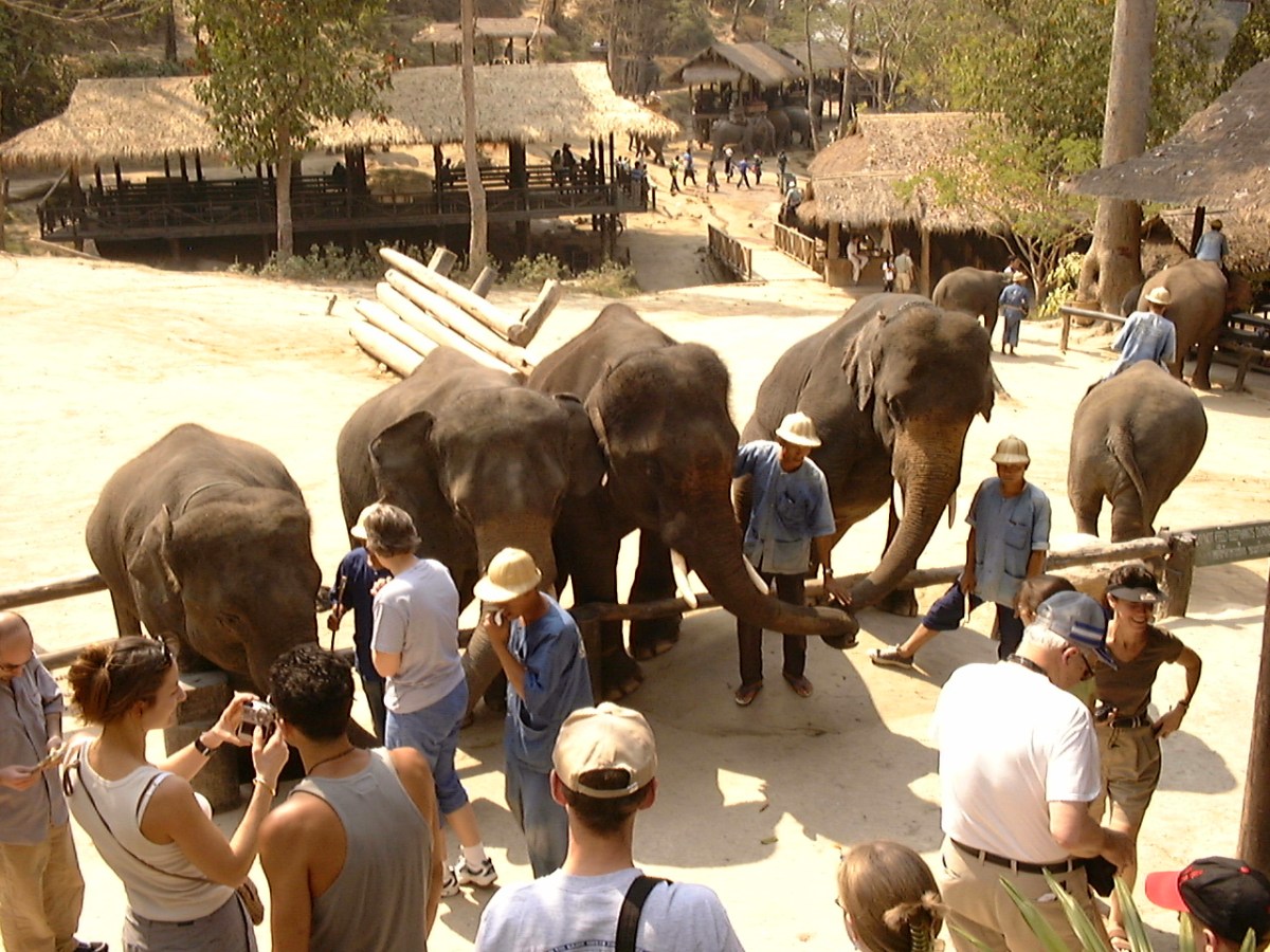 Dr. Charles Krauthammer on circus elephants, eating meat, and moral&nbsp;choices