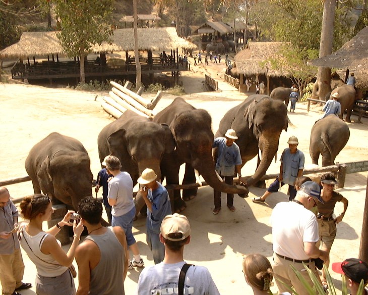 Asian elephants entertaining tourists in Thailand 