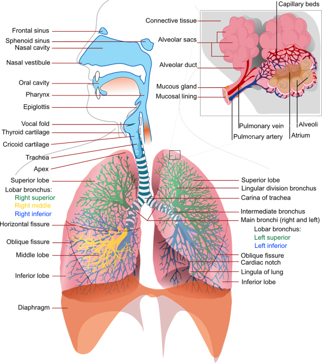 The human respiratory system 