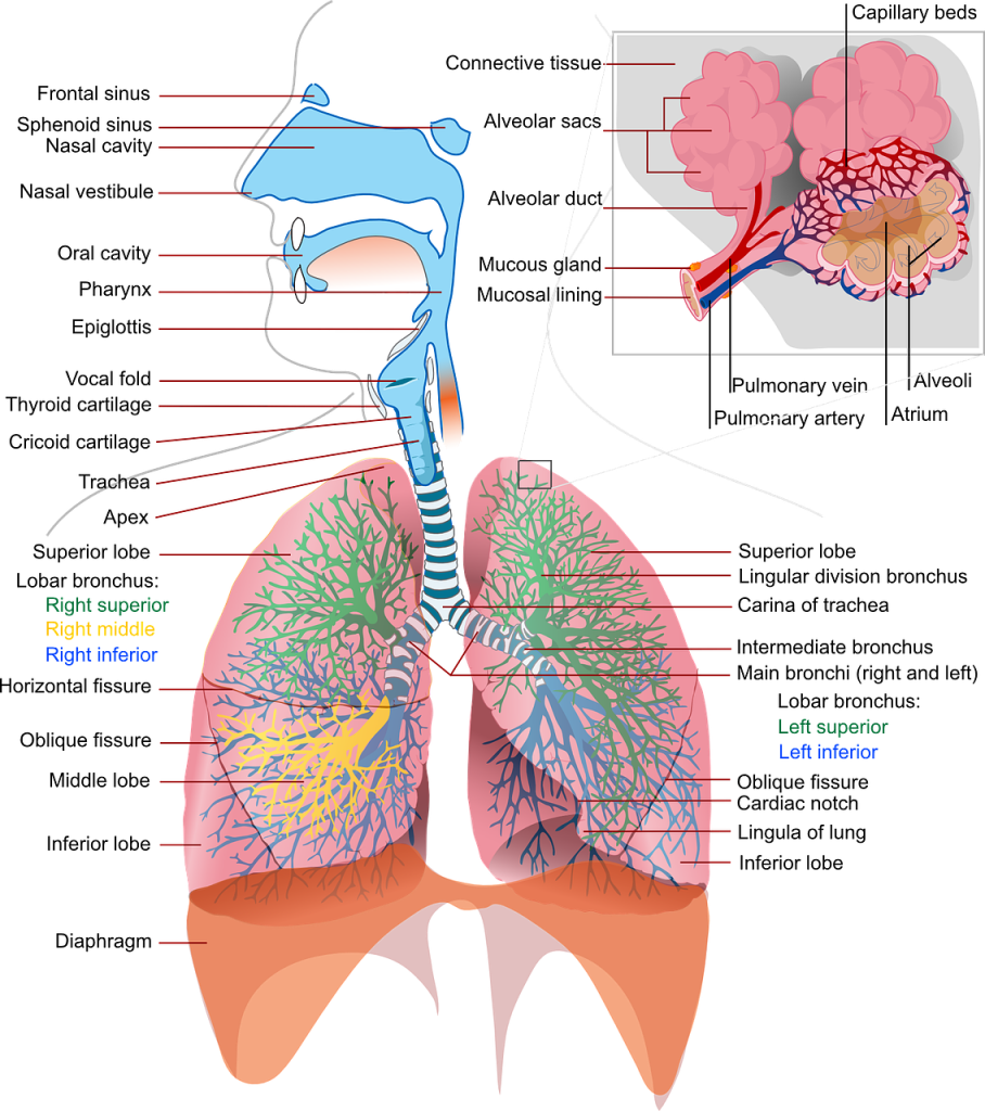 The human respiratory system diagram- the throat, trachea, bronchi, and lungs