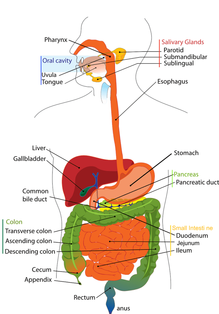 diagram of the human digestive organs