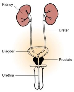 anatomy of the prostate gland