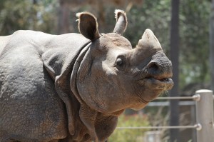 rhinoceros