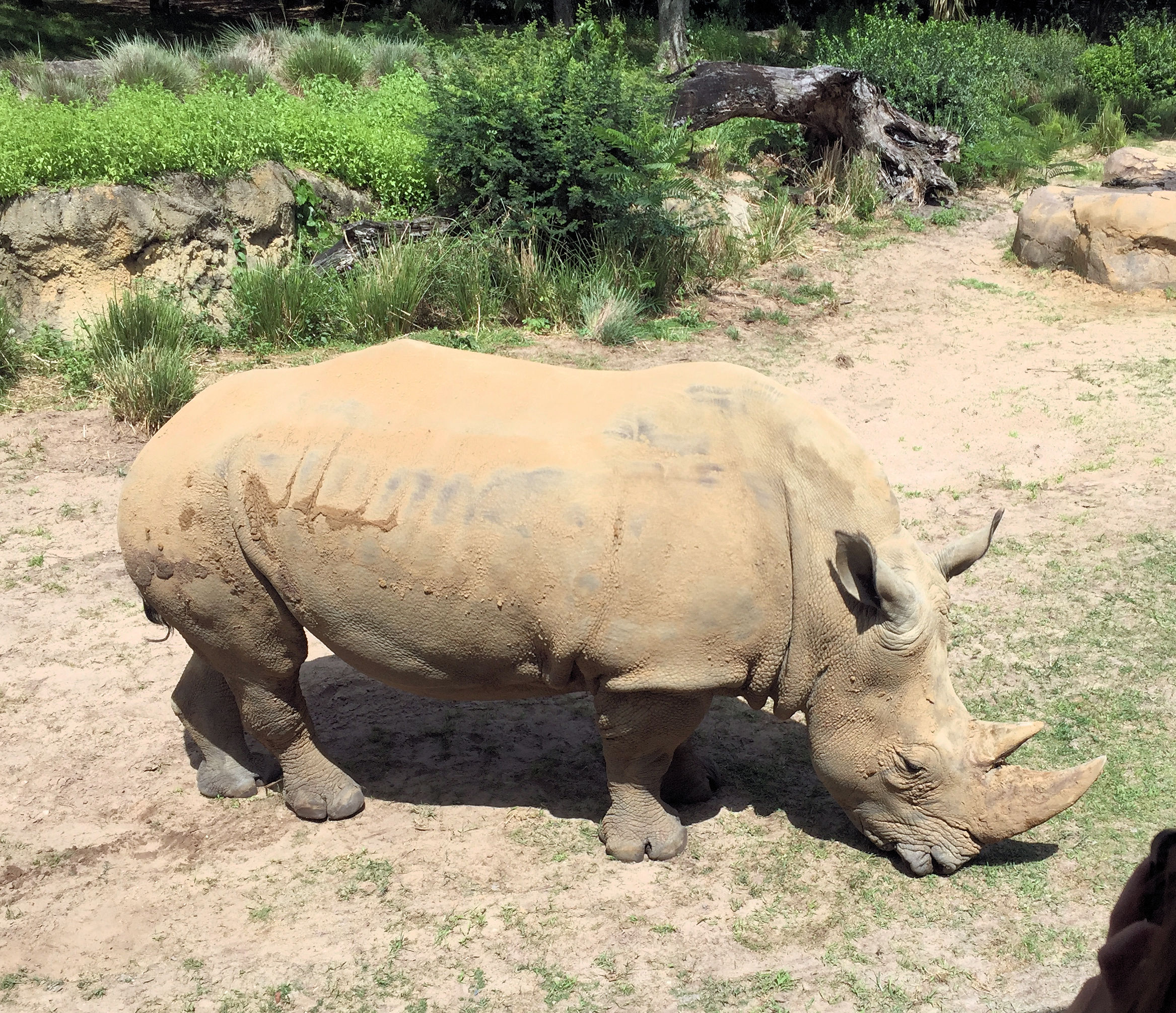 a rhinoceros