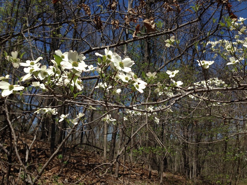 Dogwood trees bloom in the spring.