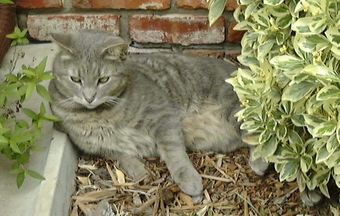 cat lying on the ground next to green shrubs