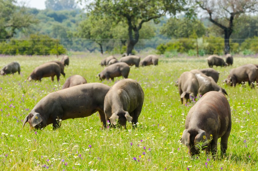Pigs graze on farm in countryside of Badajoz, Extremadura.