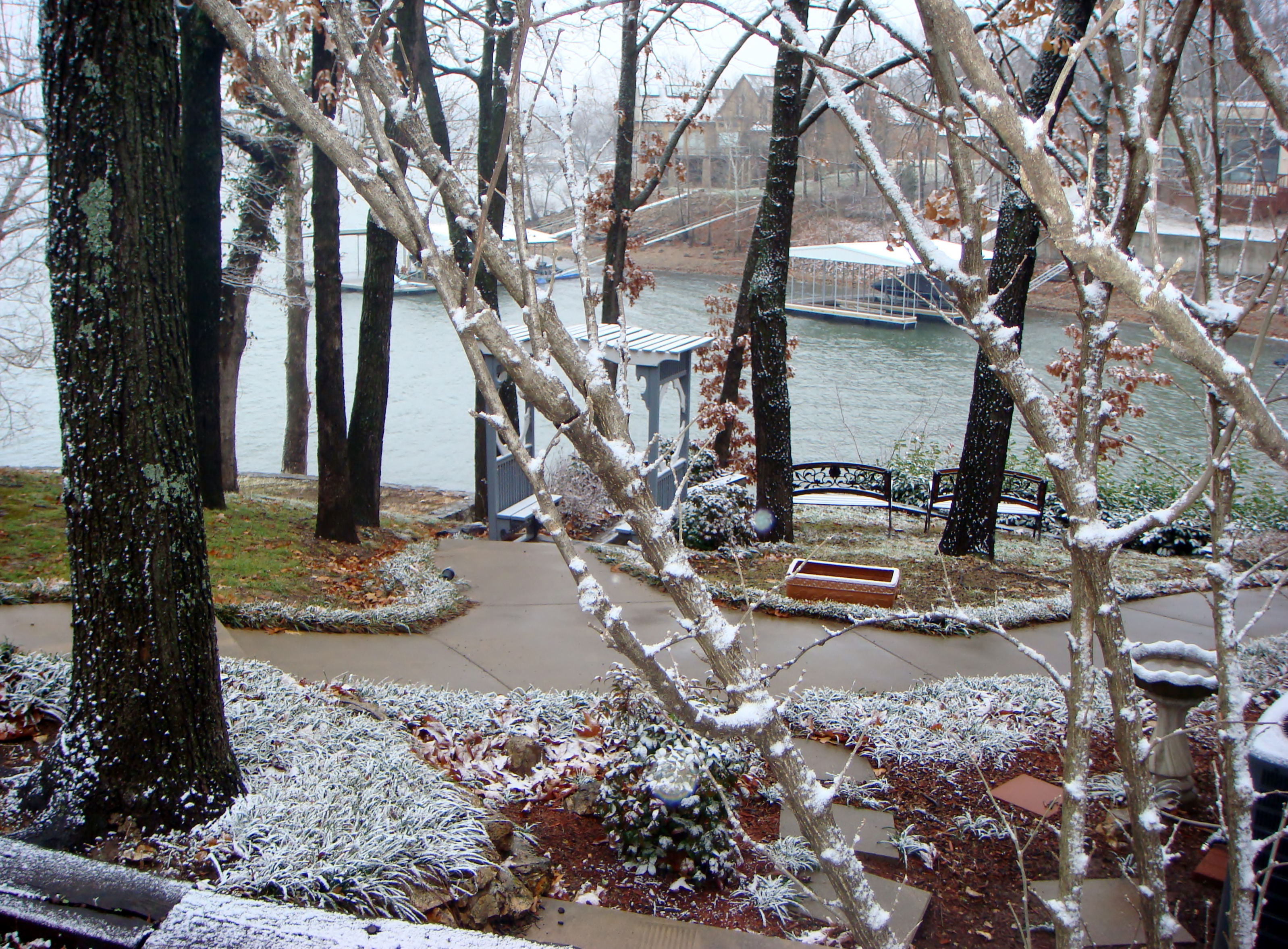 light snow on trees and ground