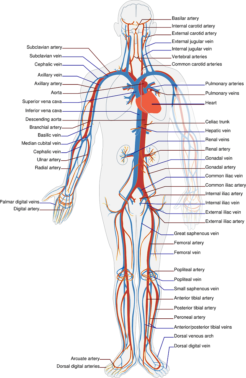 diagram of the veins and arteries