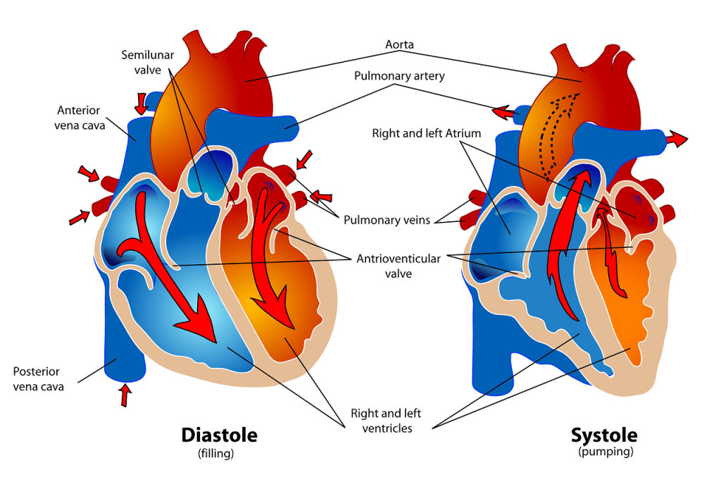 diagram of the human heart