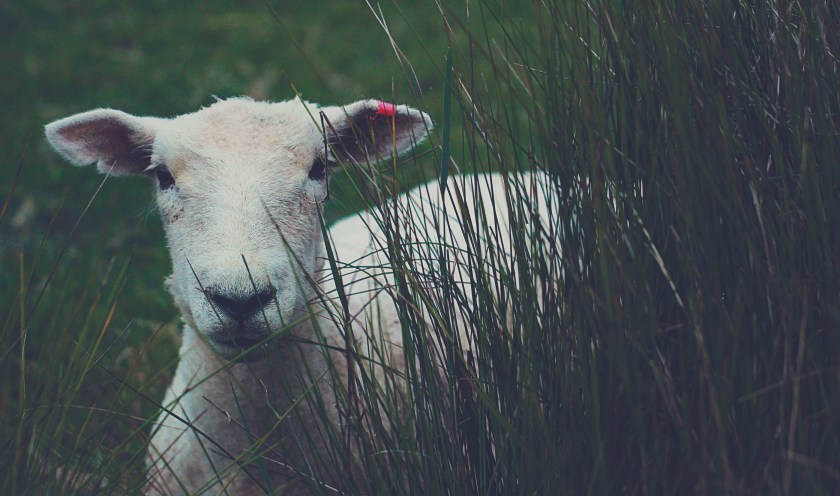 a lamb standing in tall grass
