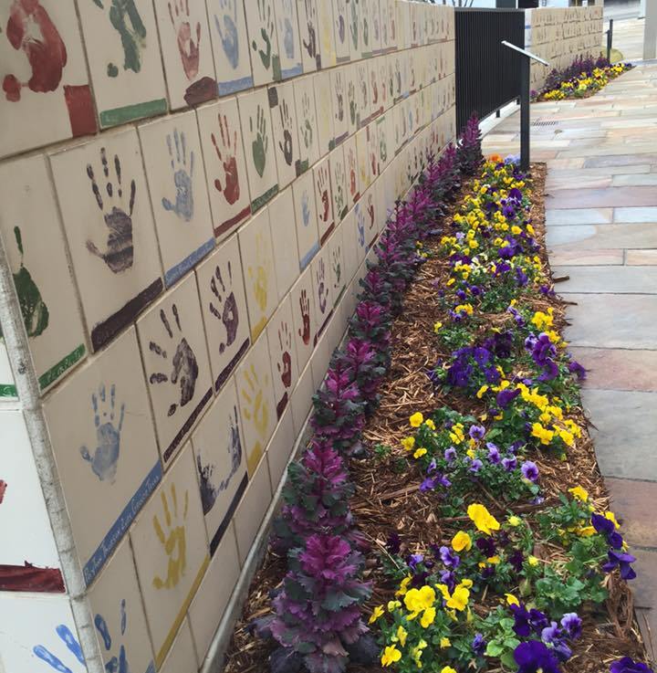 bright colored flowers along a wall