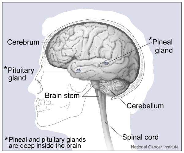 diagram of the human brain.