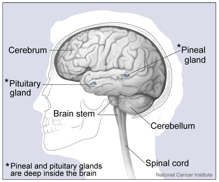 diagram of the human brain.