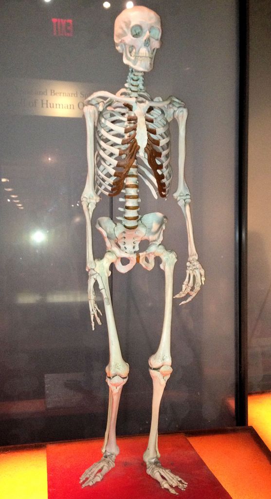 a human skeleton