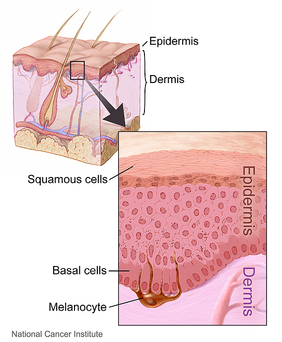 Layers of the Skin diagram