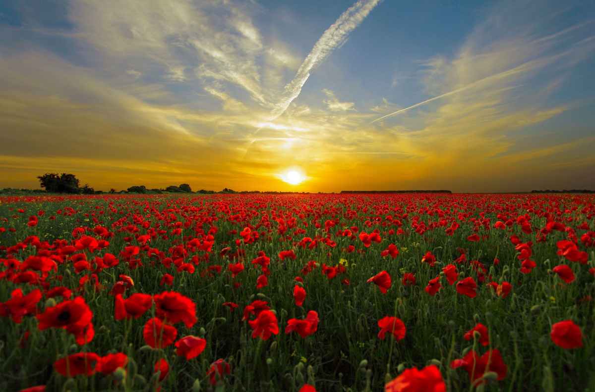 poppies- from Flanders fields to Kansas&nbsp;City