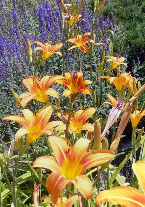 orange daylilies