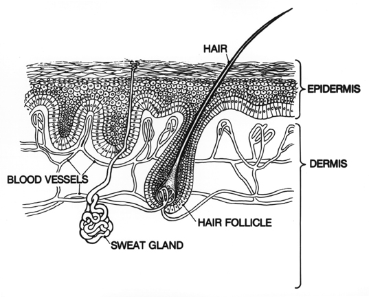 Skin: Epidermis and Dermis illustration