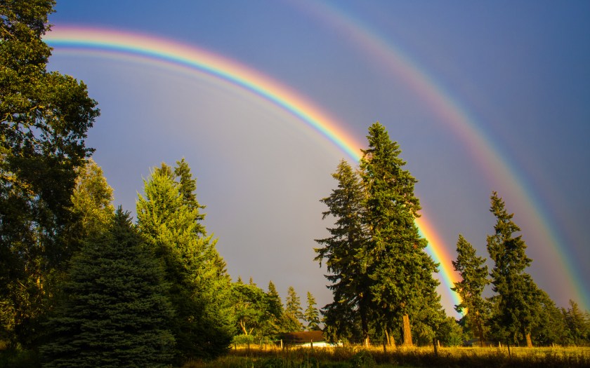 a beautiful rainbow across the sky in a forest