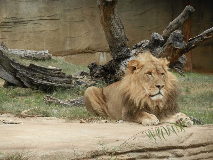 a male lion looking regal