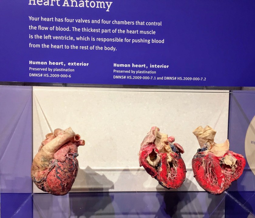 a preserved human heart, from a museum exhibit