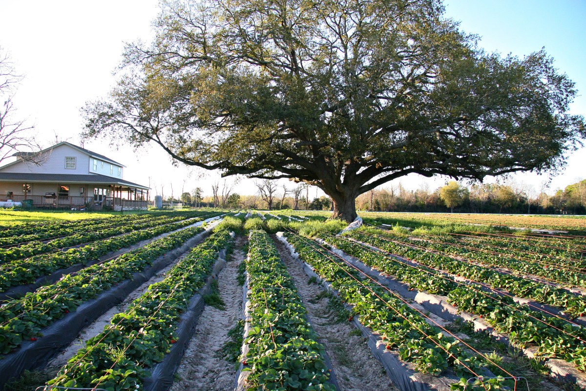 Dr Jane Goodall’s Harvest for Hope- a book&nbsp;review
