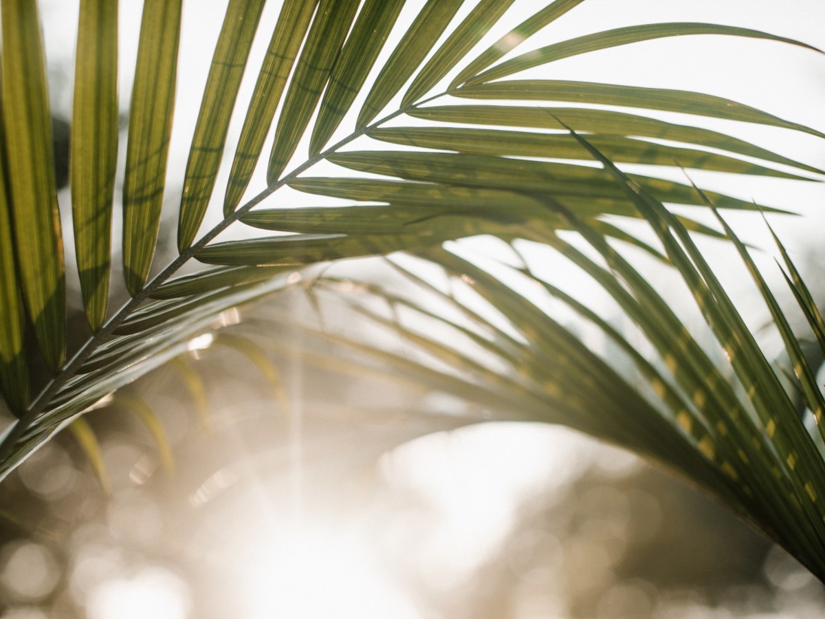What is Palm&nbsp;Sunday?