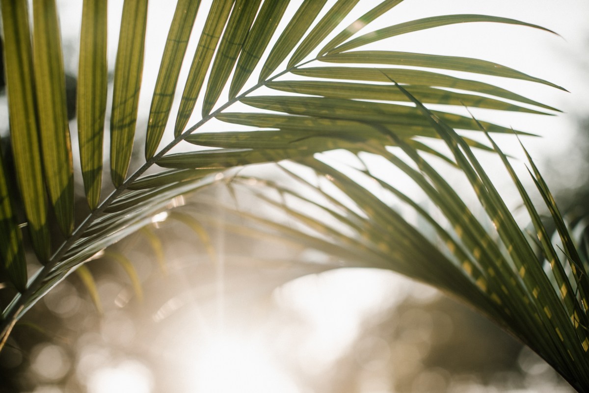 Why we need Palm&nbsp;Sunday