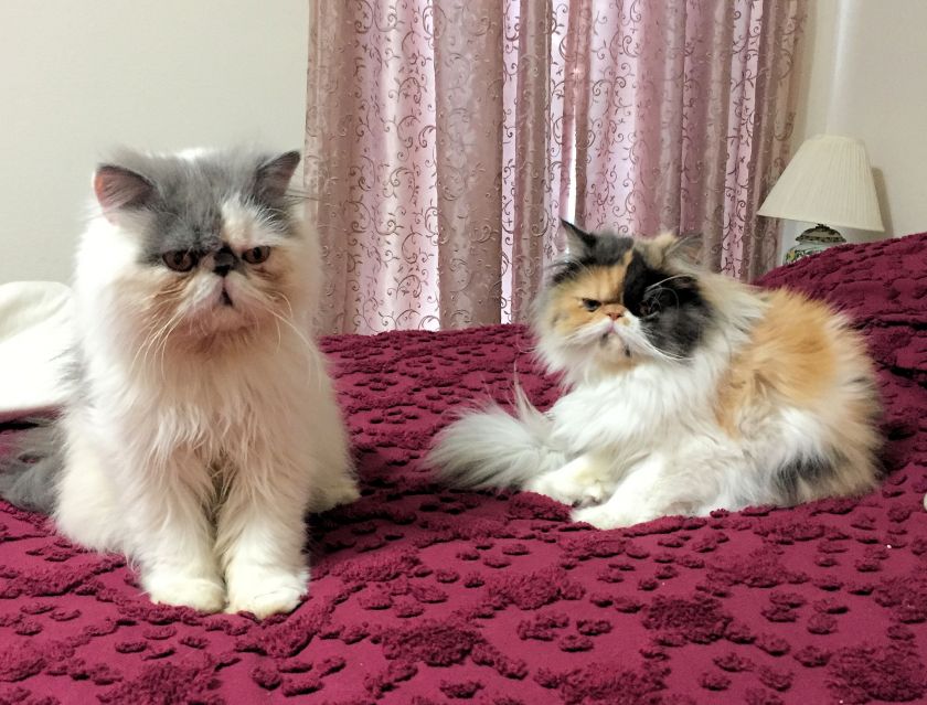 2 tabby cats sitting on a bed