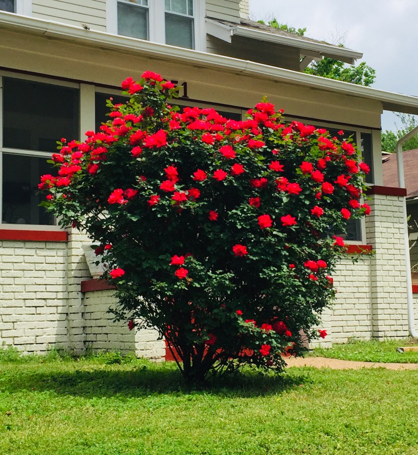 a bush with bright red blooms, shaped like a heart