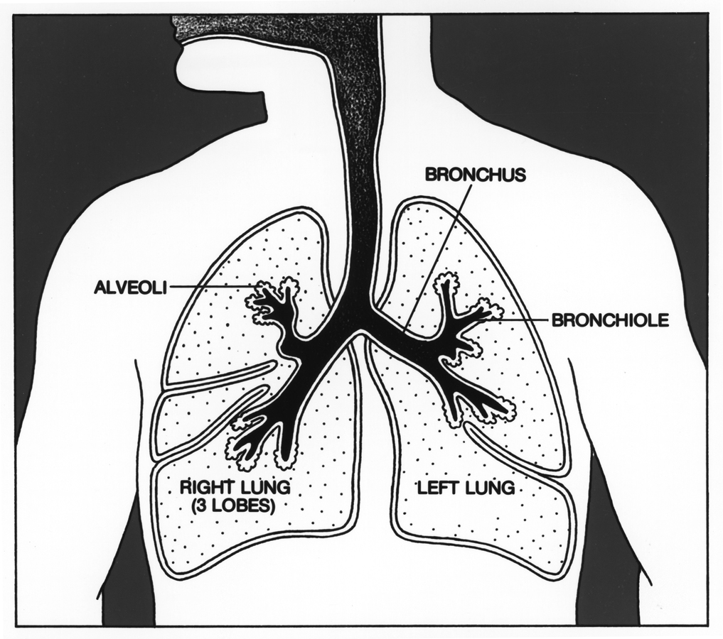 a diagram of the lungs