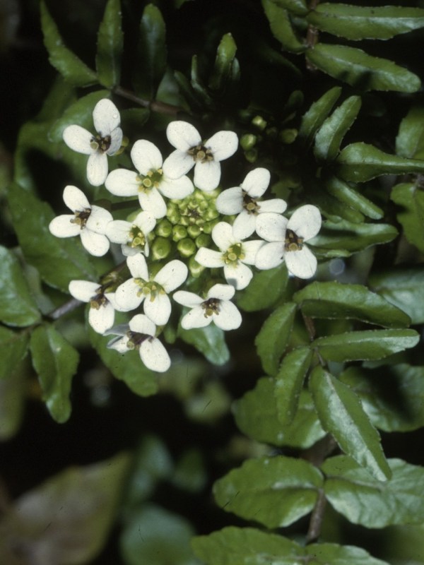 Watercress- from tasty to toxic; and a book&nbsp;recommendation