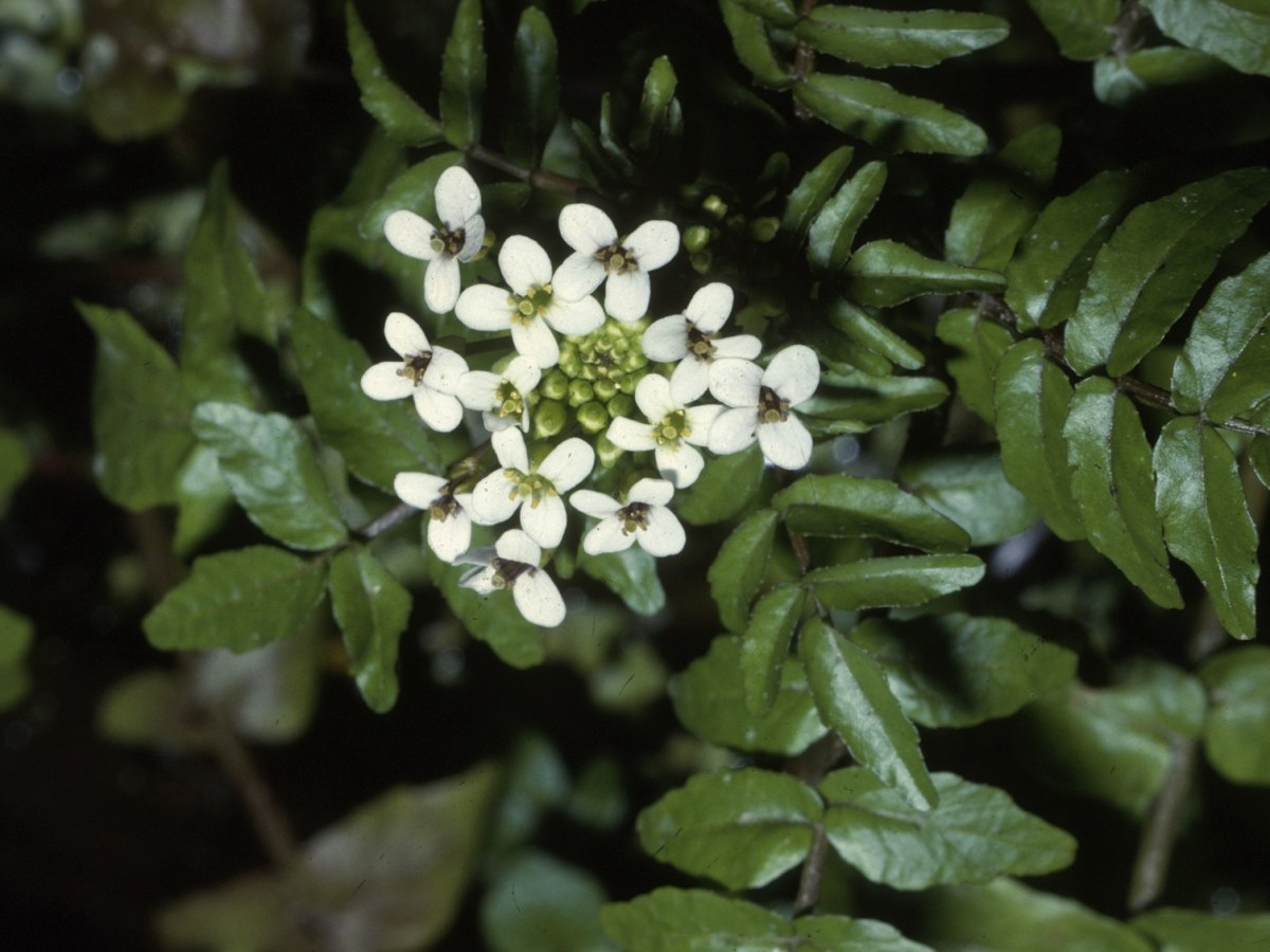 What is watercress? It depends on who you&nbsp;ask.