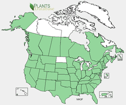 Nasturtium officinale range map. USDA PLANTS Database.