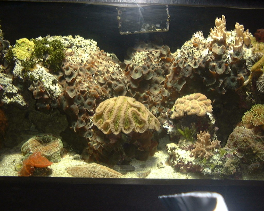 marine animals in an acquarium