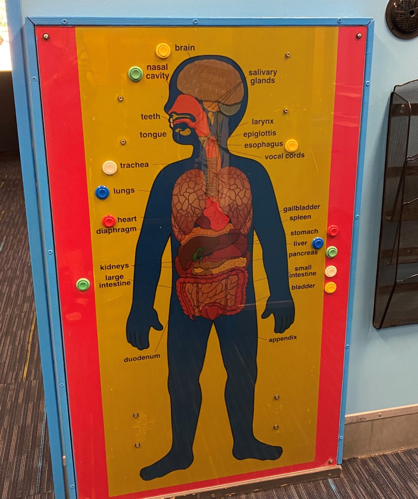 an interactive poster of a child's body with organs labeled