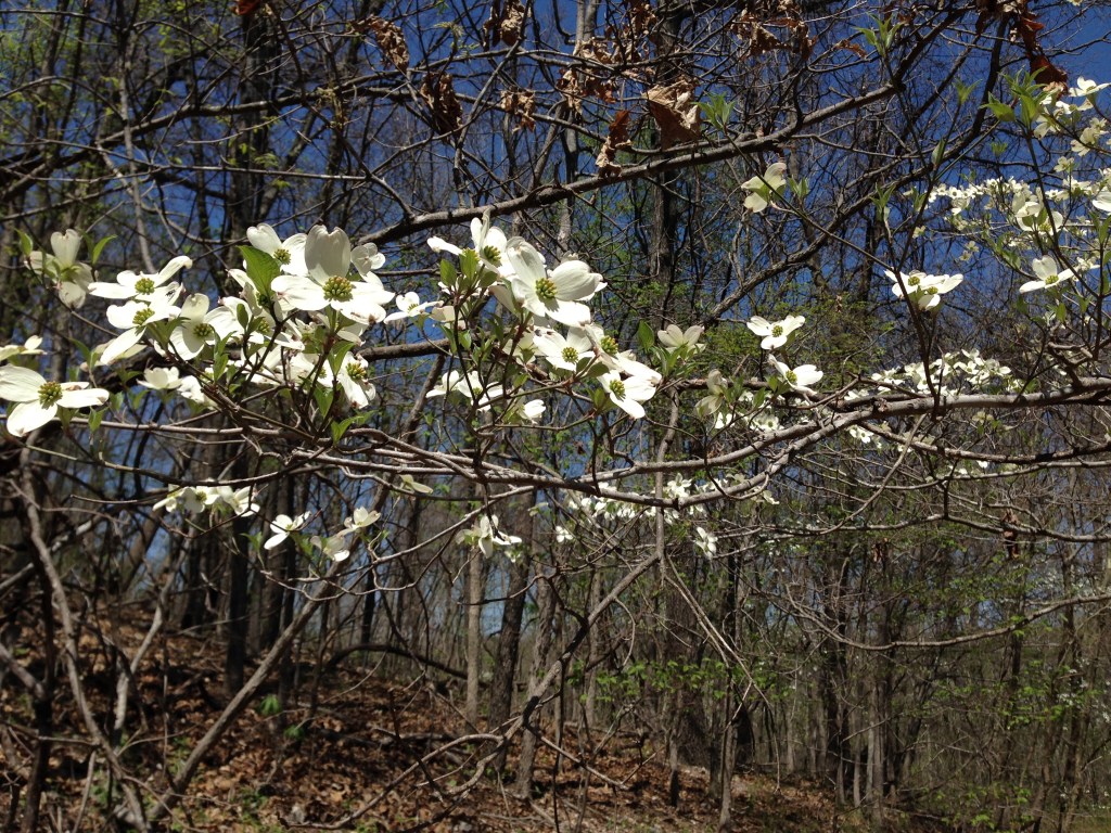 blooms on a dogwood tree blooming in the spring