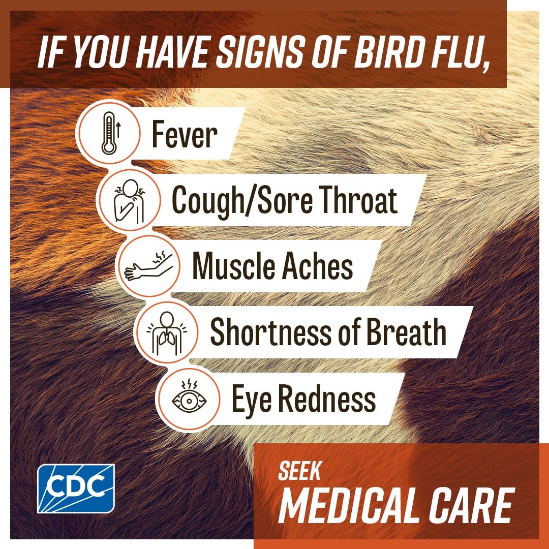symptoms of bird flu-fever, cough/sore throat, muscle aches, shortness of breath, eye redness; seek medical care