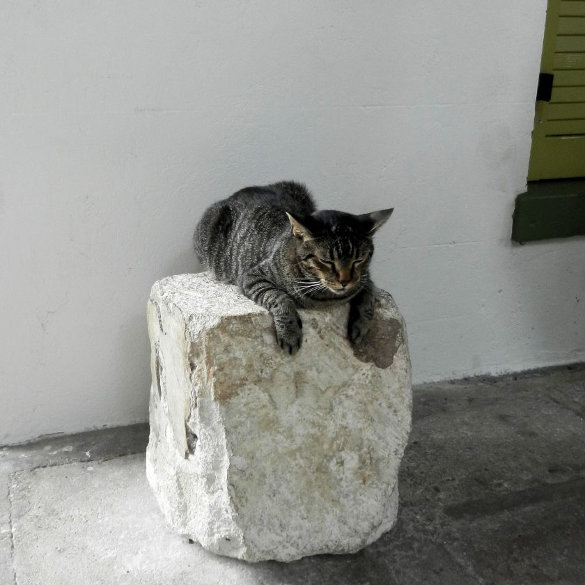 a dozing cat sitting on a big rock